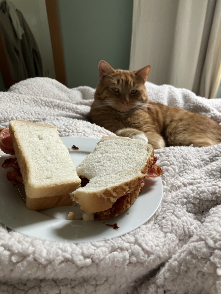 Trick or Cat Treat? The Excellent Cats do Halloween