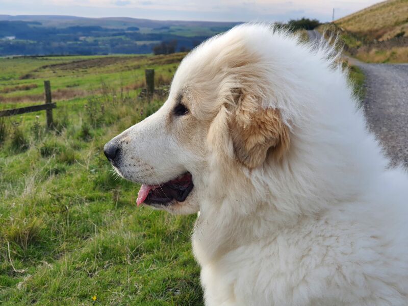Puppy Survival Thread for New & Old Pups - Soon be Autumn 2024