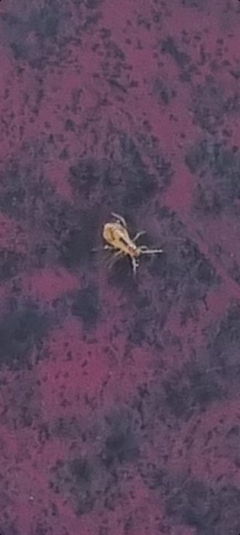 Please tell me these aren't ticks!