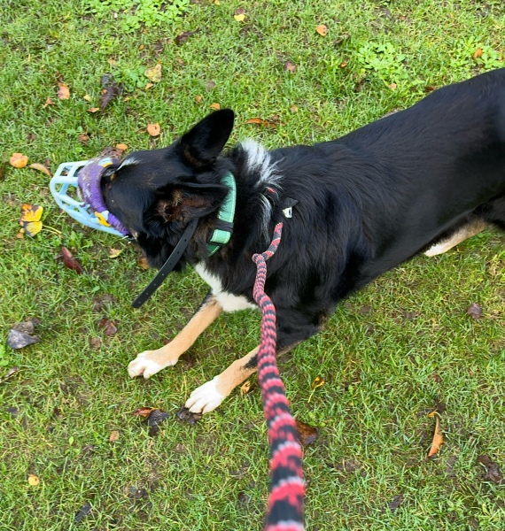 Thread 9 Starmer : Return to Westminster