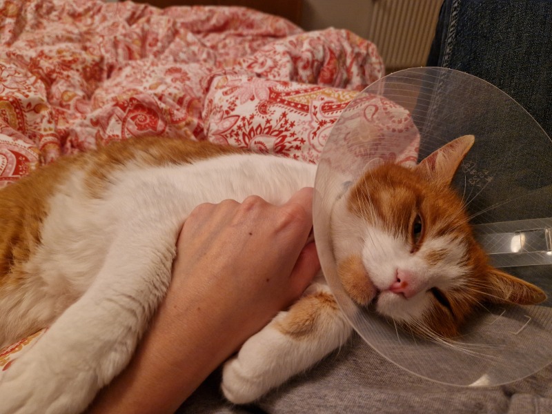 I want to go to bed but I'm cat trapped...