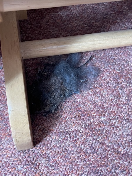 Just found a dead mouse in the nursery