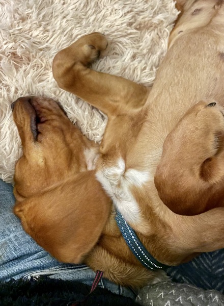 Puppy Survival Thread for New and Old Pups - here comes winter 2024