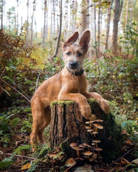 October’s dog of the month: Share your autumn dog photos & win £100 prize bundle!