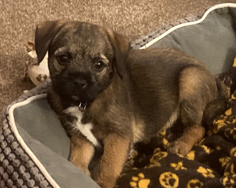Very Bitey Pup