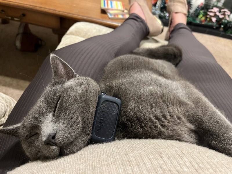 Flounders or Flouncers? The Excellent Cats continue their important debate