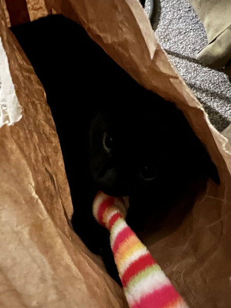 How much of a tie is a cat?
