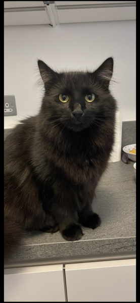 Black cat appreciation (pics please)