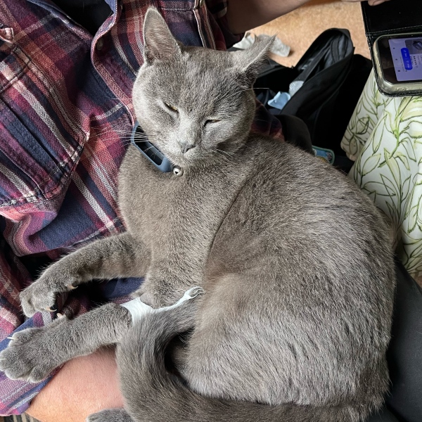 Flounders or Flouncers? The Excellent Cats continue their important debate