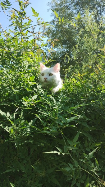 Board for owners of the most beautiful cats