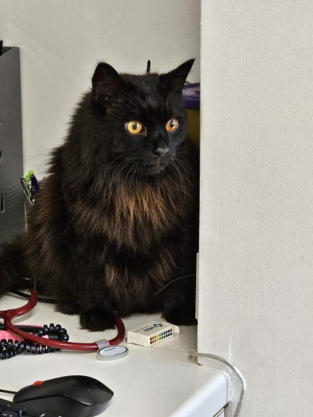 Flounders or Flouncers? The Excellent Cats continue their important debate