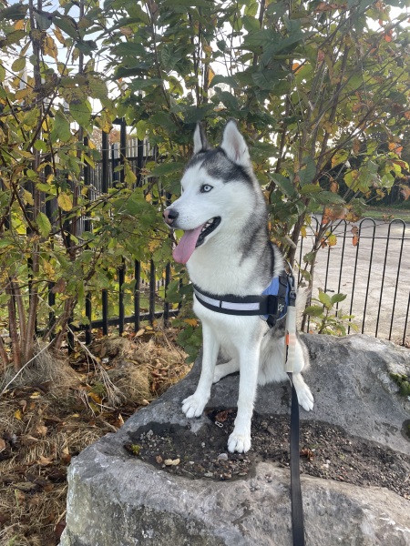 October’s dog of the month: Share your autumn dog photos & win £100 prize bundle!