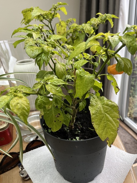 Chilli plants