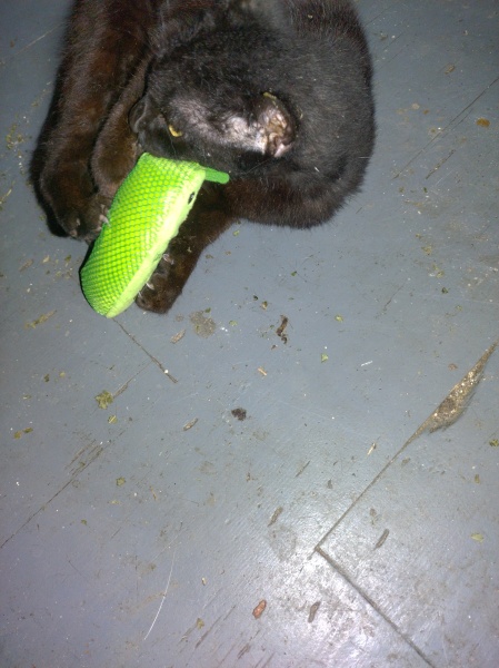 Flounders or Flouncers? The Excellent Cats continue their important debate