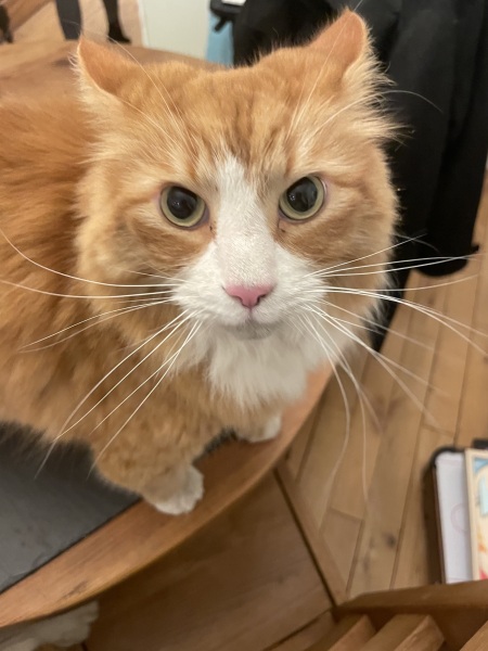 If you could have one actual conversation with your cat what would it be?