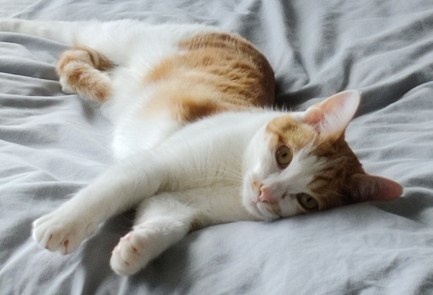 Board for owners of the most beautiful cats