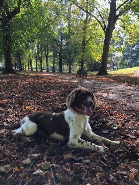 October’s dog of the month: Share your autumn dog photos & win £100 prize bundle!