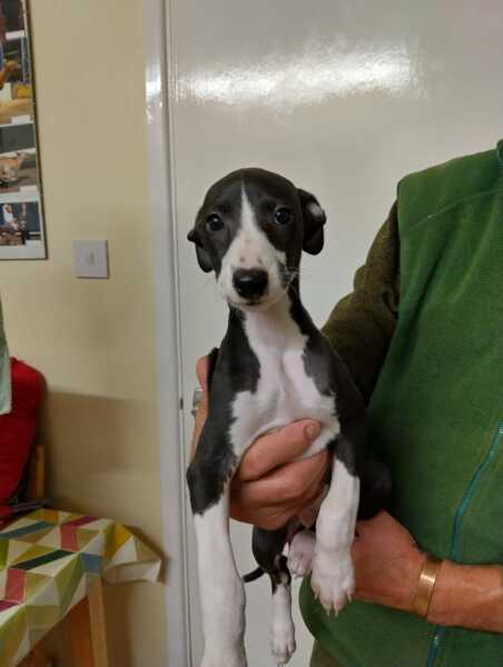 Whippet Puppy Advice?