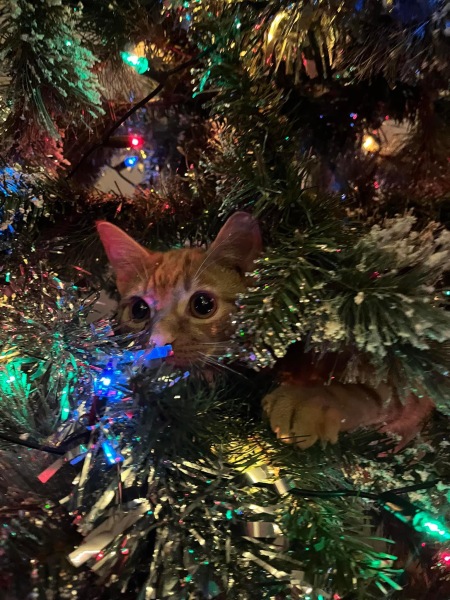 First time cat owner. Will the cat wreck my Xmas tree ?