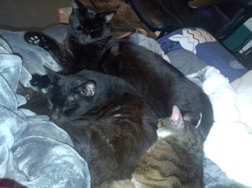 Flounders or Flouncers? The Excellent Cats continue their important debate