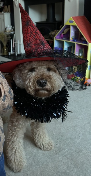 October’s dog of the month: Share your autumn dog photos & win £100 prize bundle!