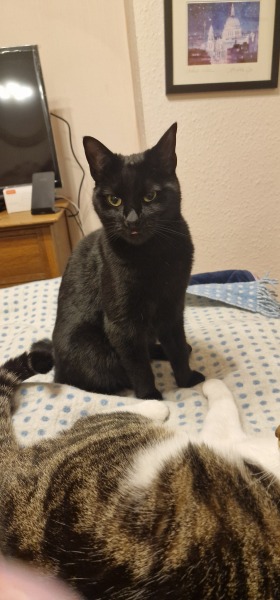 Thread 8 Starmer : Cat fur on new clothes