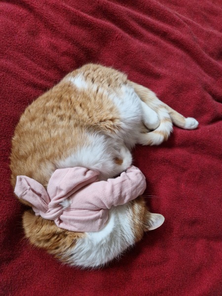 Flounders or Flouncers? The Excellent Cats continue their important debate