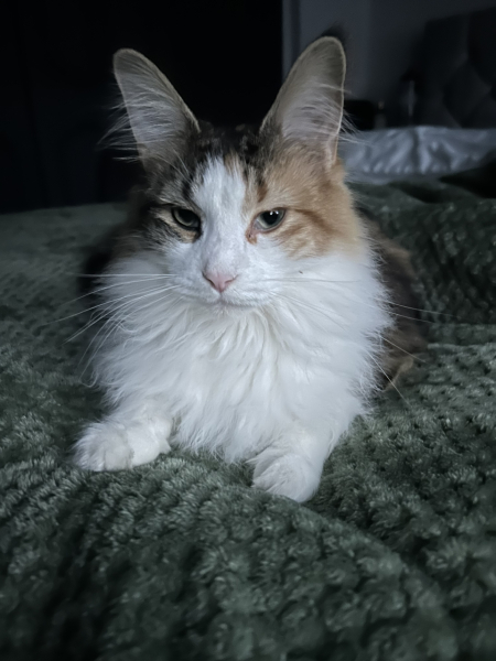 Maincoon kitten