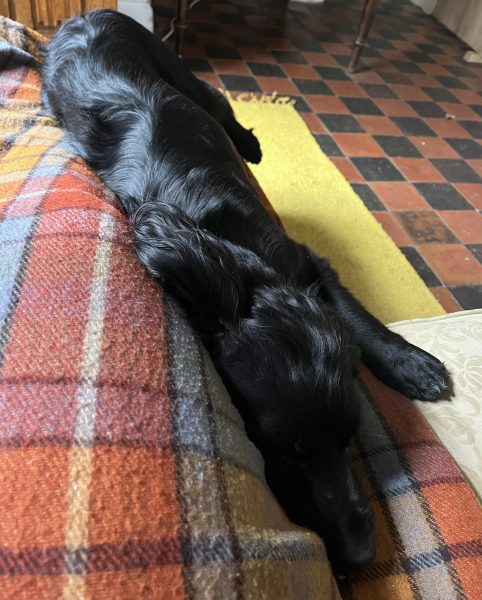 Adolescent Dog Survival...Sharing Tips & Tails