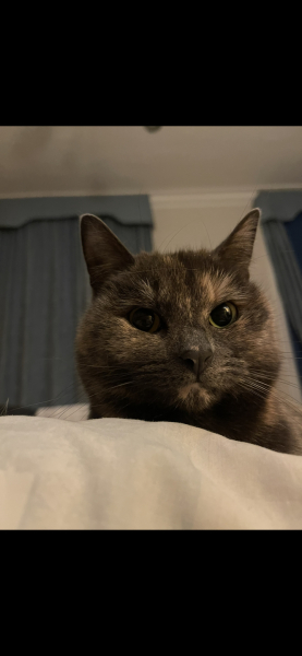 MOUSE IN THE HOUSE