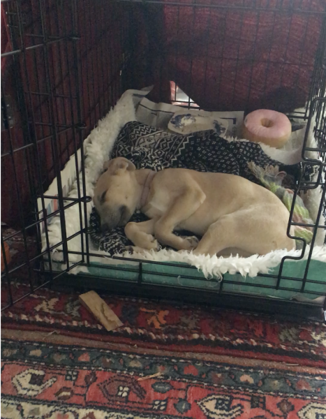 Whippet Puppy Advice?