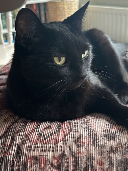 Black cat appreciation (pics please)