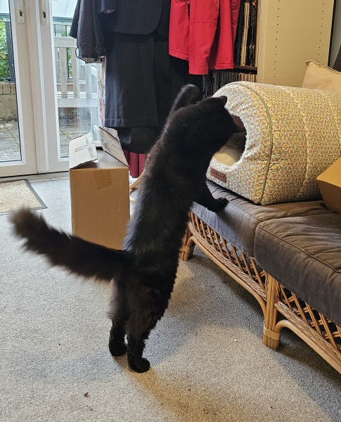 Flounders or Flouncers? The Excellent Cats continue their important debate