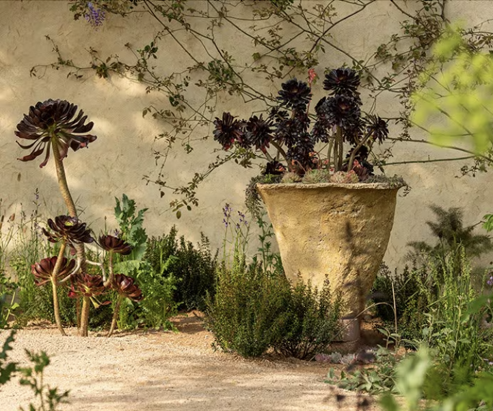 Probably stupid questions about aeoniums