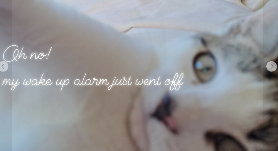 Weird cat rituals
