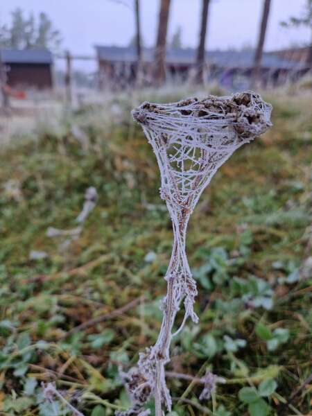 The Nigel Slater Christmas Chronicles Readalong 2024