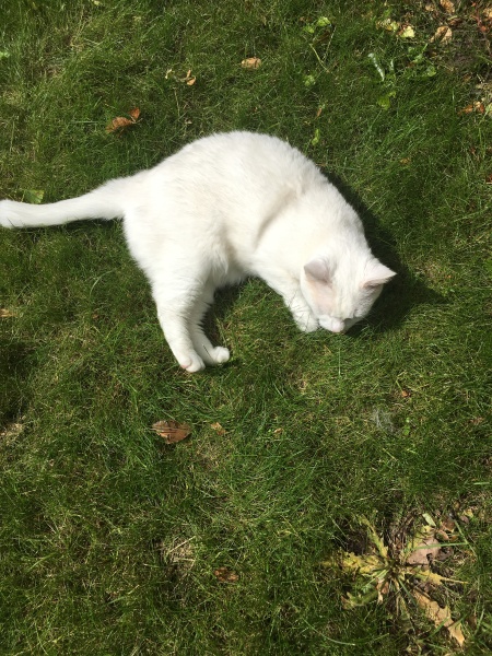 Thread 9 Starmer : Return to Westminster