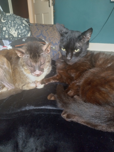 Flounders or Flouncers? The Excellent Cats continue their important debate