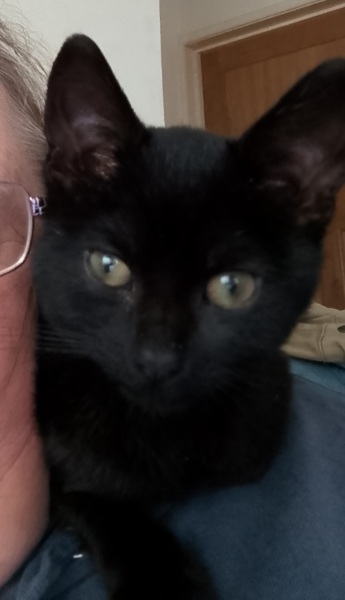 Black cat appreciation (pics please)