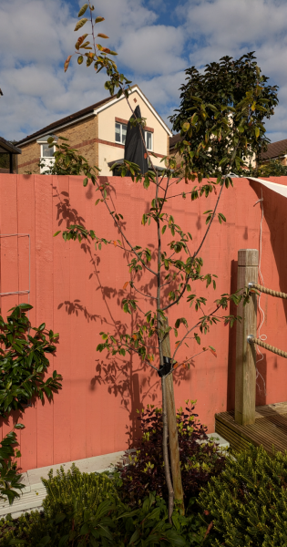 What have you done in the garden today? Part 6