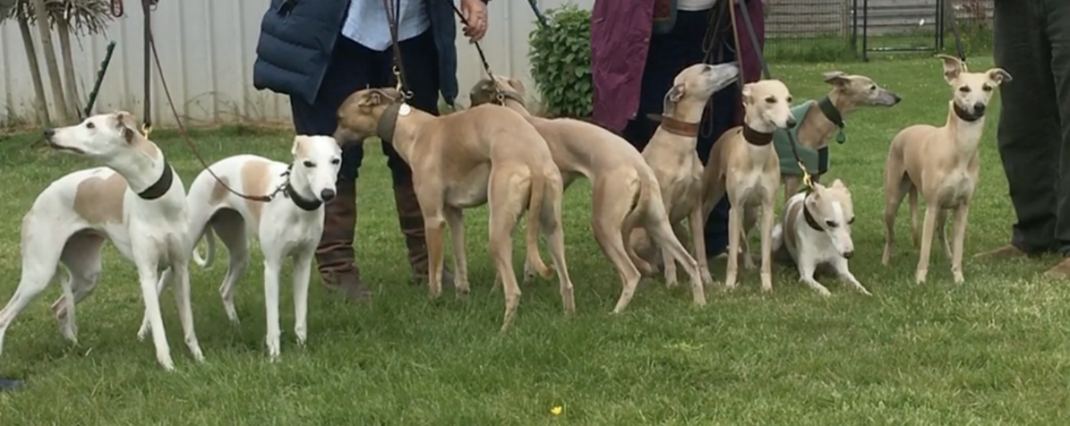 Whippet Puppy Advice?