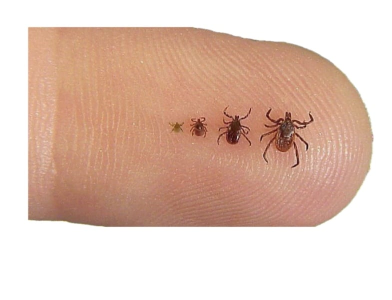 Please tell me these aren't ticks!