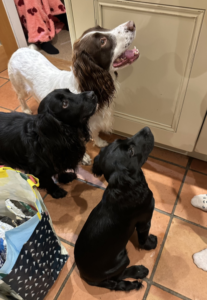 Puppy Survival Thread for New and Old Pups - here comes winter 2024