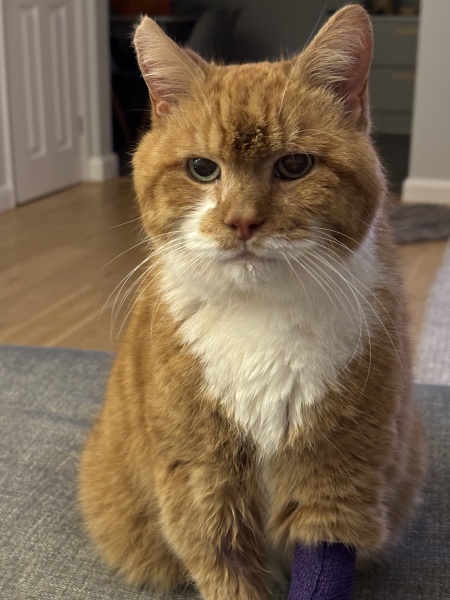 Handhold for GingerCat (and me) please