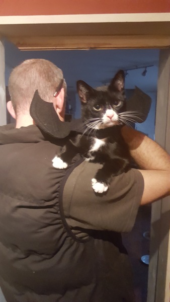 Flounders or Flouncers? The Excellent Cats continue their important debate