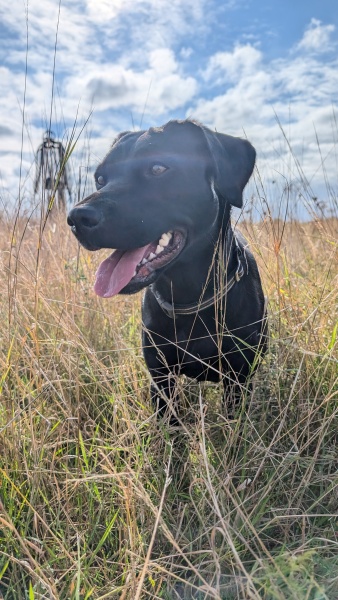 Adolescent Dog Survival...Sharing Tips & Tails