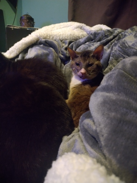 Flounders or Flouncers? The Excellent Cats continue their important debate