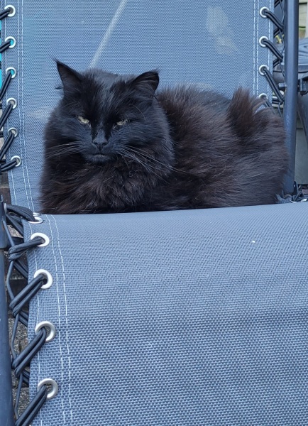 Black cat appreciation (pics please)