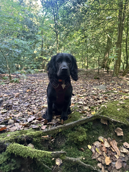 Puppy Survival Thread for New and Old Pups - here comes winter 2024