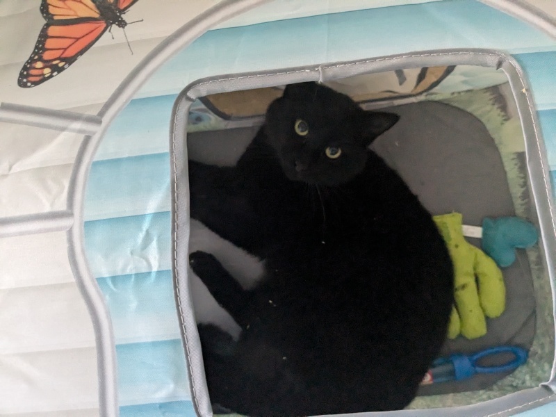 Black cat appreciation (pics please)